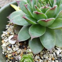 センベルビウム,か〜わい〜,富山支部,多肉植物のある暮らし,多肉植物初心者の画像