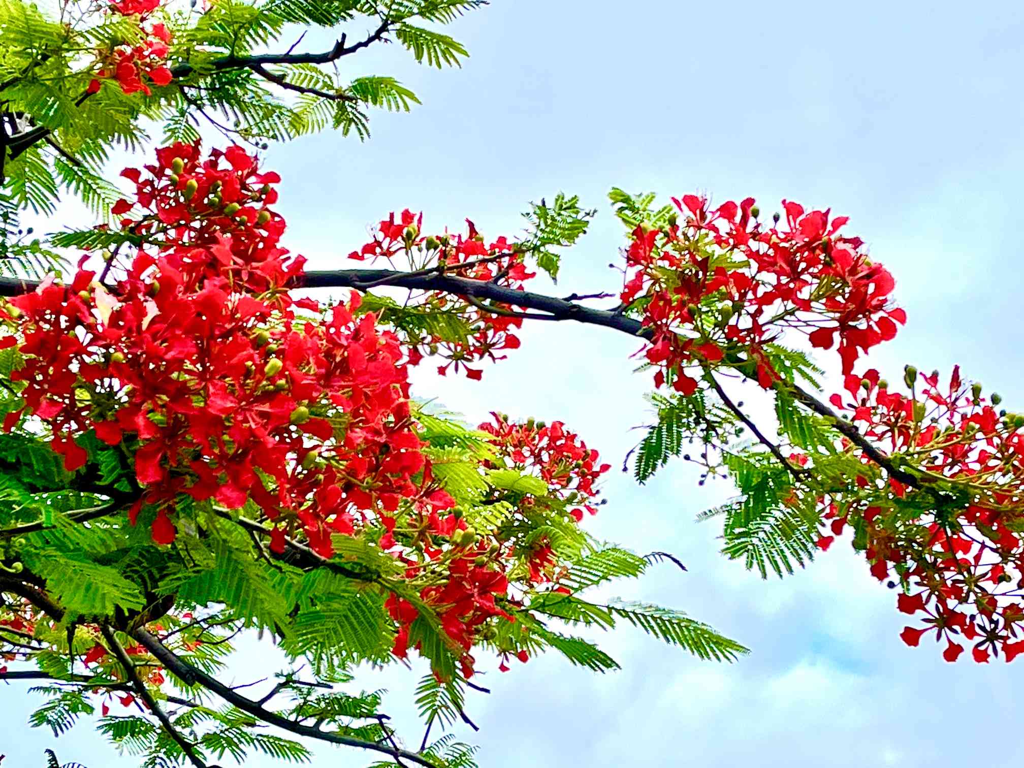 ホウオウボク （鳳凰木）の一覧｜🍀GreenSnap（グリーンスナップ）