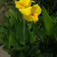 カンナ,地植え,黄色い花,植え込み,梅雨の晴れ間にの画像
