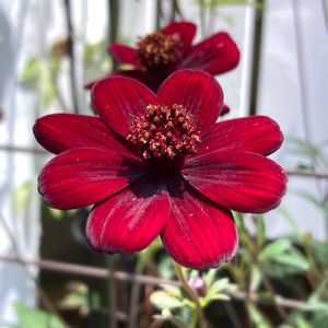 チョコレートコスモス,公園,鉢植え,花壇,ガーデニングの画像