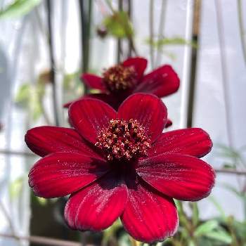 テイカカズラ,成長記録の画像