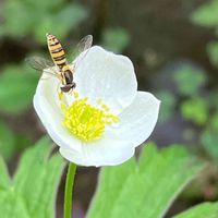 ニリンソウ,ホソヒラタアブ,花壇,ガーデニング,山野草の画像