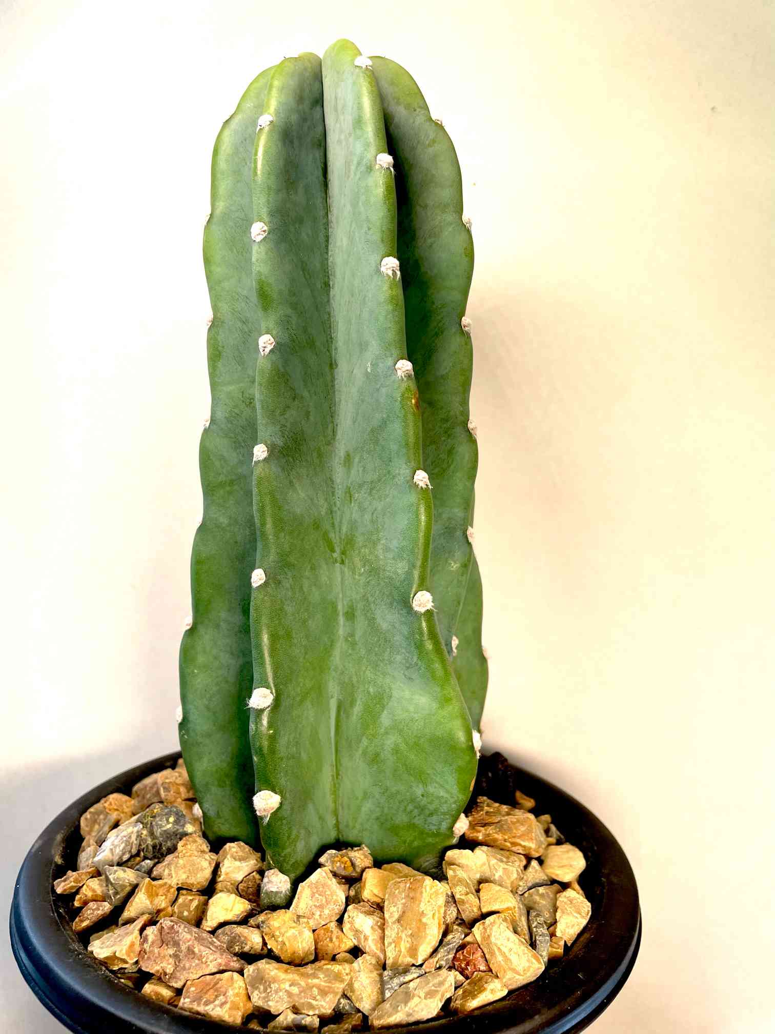 ハビタットスタイルを求めて｜🍀GreenSnap（グリーンスナップ）