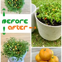 コケサンゴ,観葉植物,あまのじゃく,つぶつぶ,がんこちゃんの画像