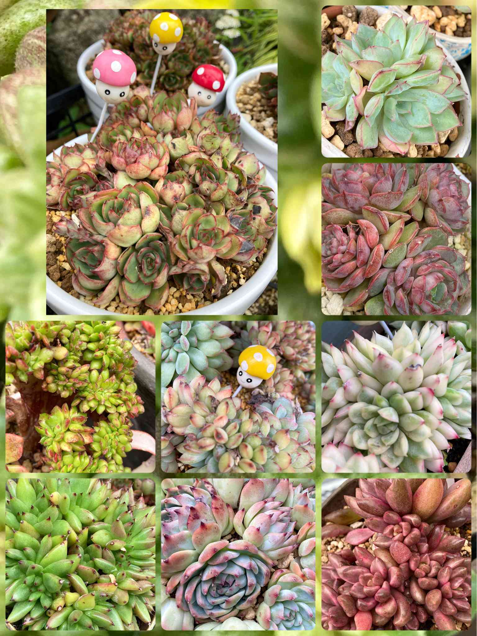 ヤンジン♡の一覧｜🍀GreenSnap（グリーンスナップ）