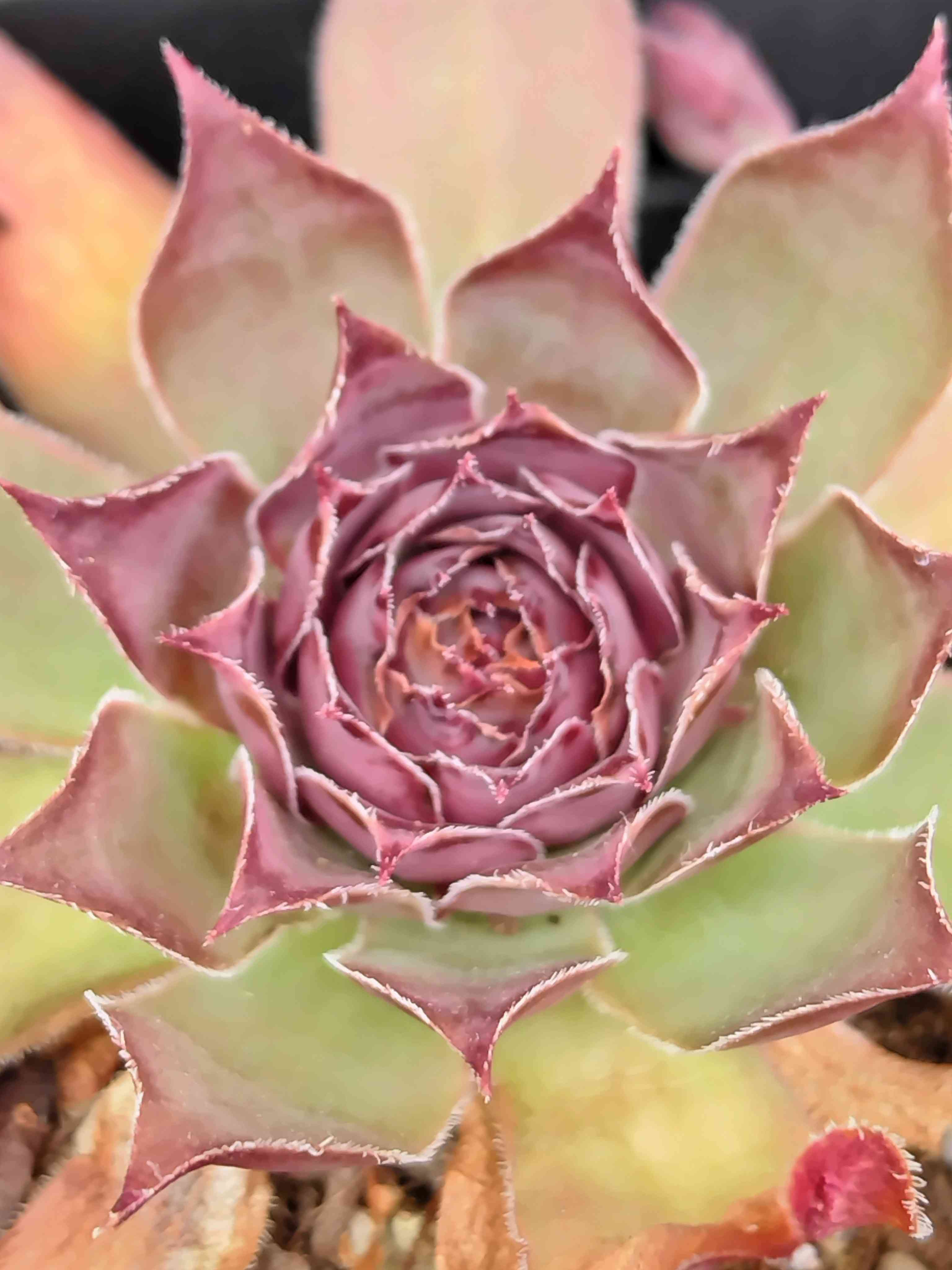 センペルビウム ストロベリー キウイの一覧｜🍀GreenSnap（グリーン