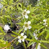 レモンティーツリー,ハーブ,鉢植え,白い花,ティーツリー.の画像
