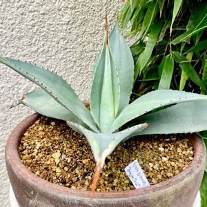 Agave pygmaea " Dragon Toes ",カクタス広瀬,車庫の画像