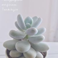 パキフィツム属,パキフィツム 月美人,月美人,多肉植物,ベランダの画像