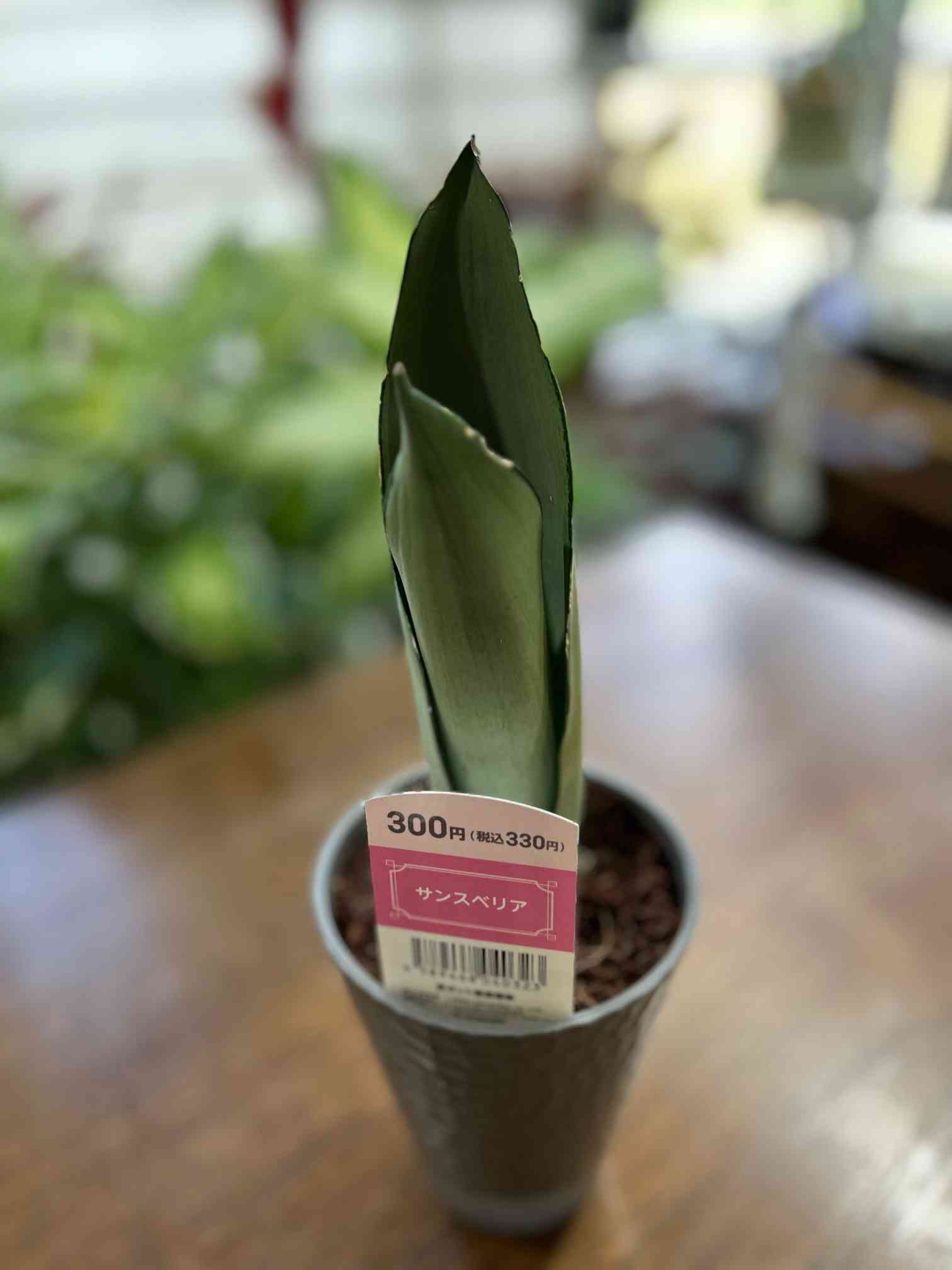 サンスベリアシルバーキングの一覧｜🍀GreenSnap（グリーンスナップ）