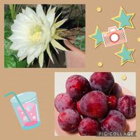 スモモ,短毛丸,サボテンの花,白い花,フルーツの画像