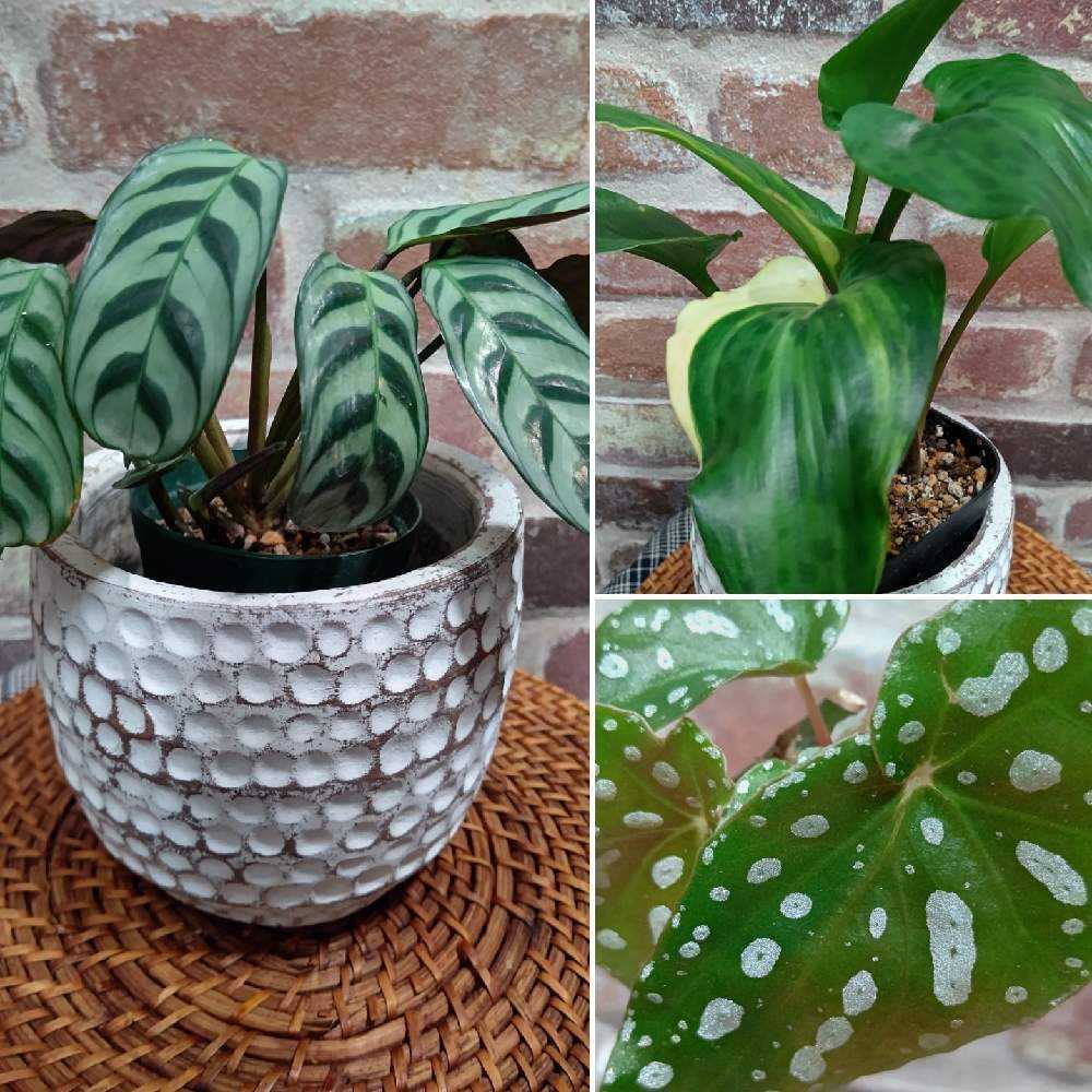 No.62 ベゴニアマクラータの挿し芽🌱｜🍀GreenSnap（グリーン