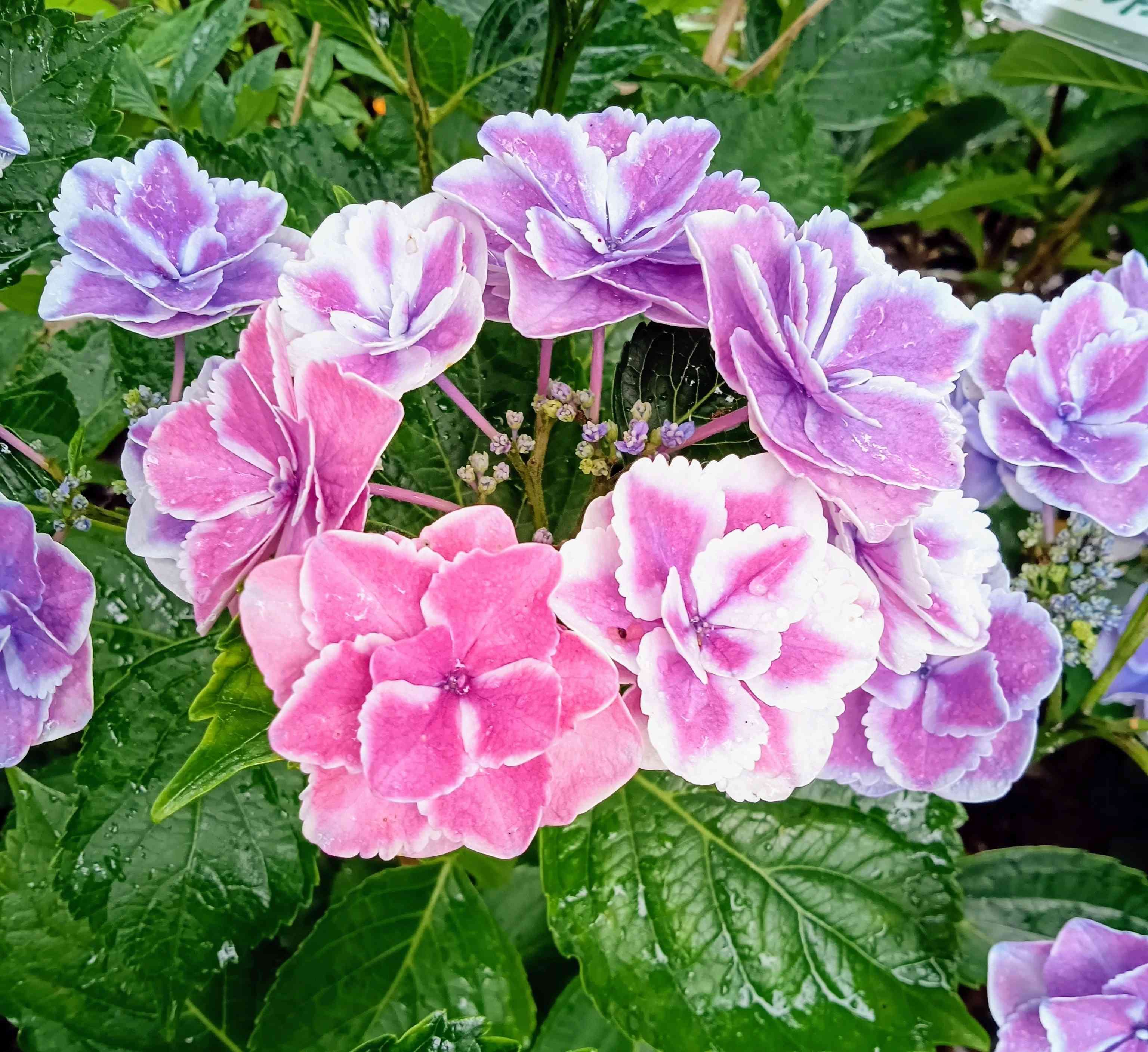 紫陽花 きらきら星の一覧｜🍀GreenSnap（グリーンスナップ）