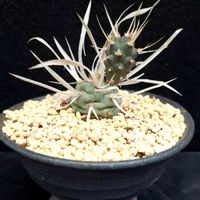 長刺武蔵野,テフロカクタス 武蔵野,テフロカクタス 武蔵野,テフロカクタス 長刺武蔵野,テフロカクタス 長刺武蔵野の画像