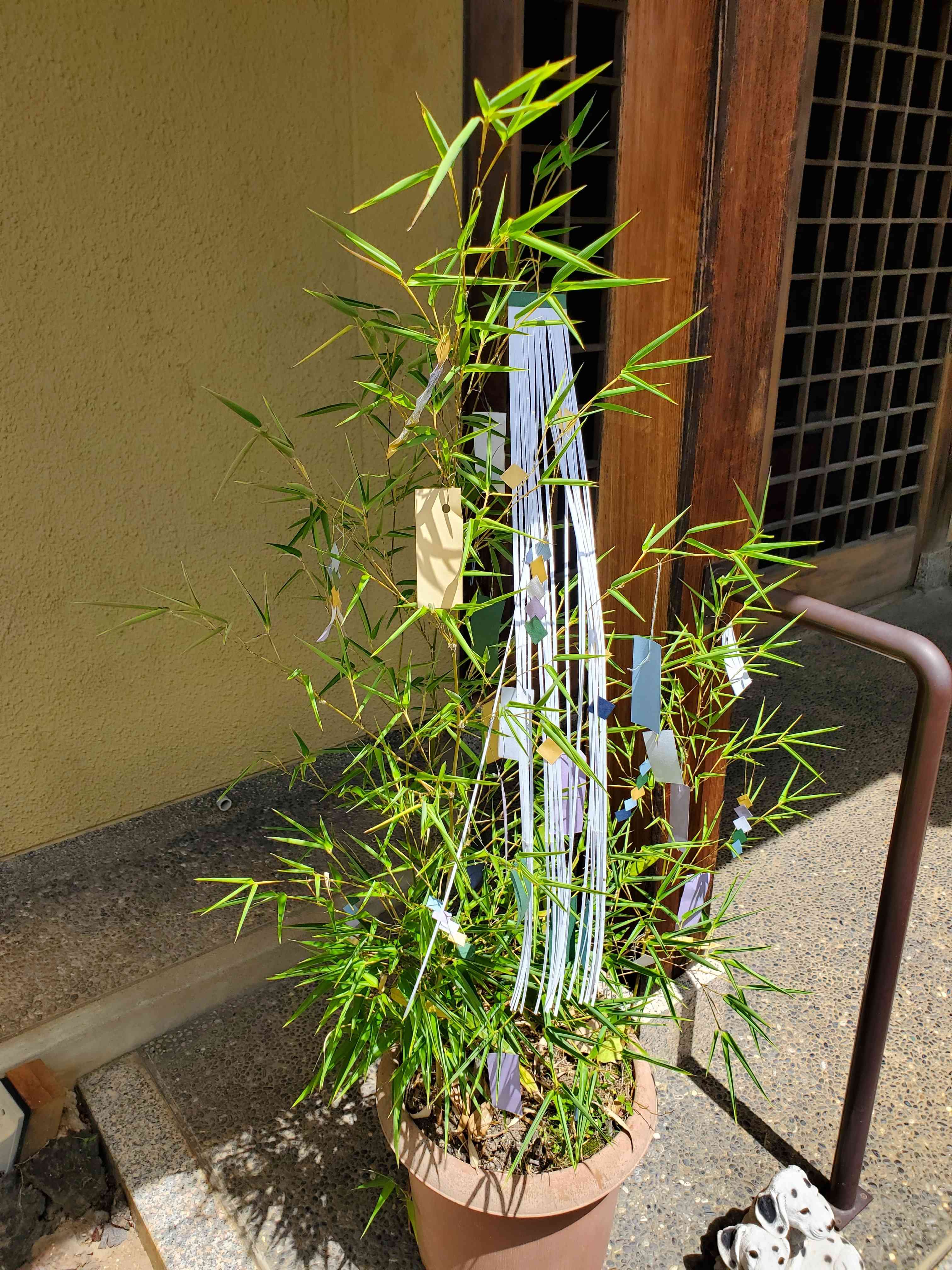 黒竹 (クロチク) D