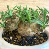 ユーフォルビア・峨眉山,多肉植物,観葉植物,グリーンのある暮らし,ビザール・プランツの画像