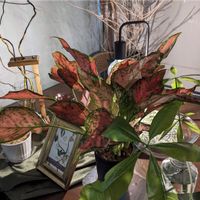 アグラオネマ,観葉植物,復活,アグラオネマ属,産直の画像