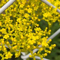 オミナエシ,女郎花,❁⃘野花の画像