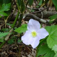 シラネアオイ,高山植物類,秋田駒ケ岳,お出かけ先の画像