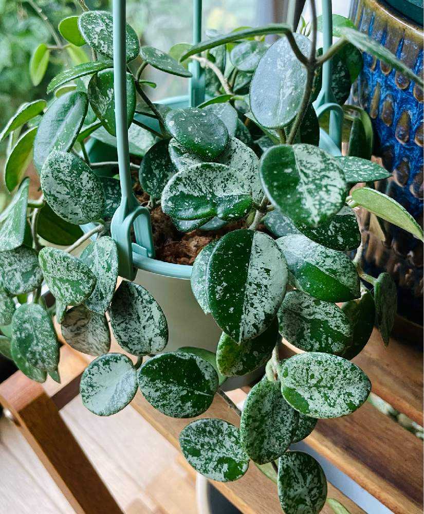 我が家のホヤ達|🍀GreenSnap(グリーンスナップ) 我が家のホヤ達|🍀GreenSnap(グリーンスナップ)
