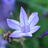 トリテレイア,ブローディア,ヒメアガパンサス,夏の花,青い花の画像