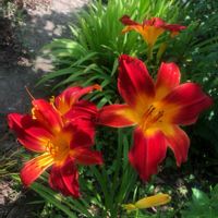 ヘメロカリス,カンゾウ,赤い花,庭散歩,夏の庭にての画像