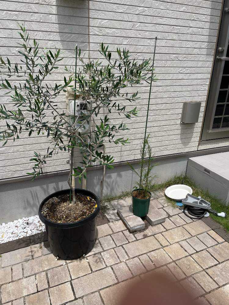 アカシア フロリバンダ｜🍀GreenSnap（グリーンスナップ）