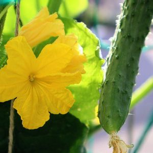 キュウリ,黄色い花,無農薬❤家庭菜園,今日のお花,キュウリ♪の画像