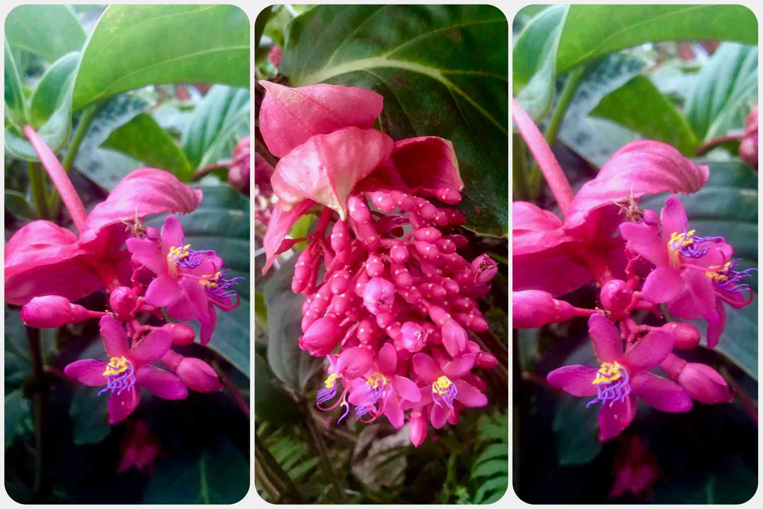 メディニラ火の鳥　　大苗蕾あり メディニラ 火の鳥の一覧｜🍀GreenSnap（グリーンスナップ）