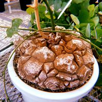 亀甲竜,多肉植物,塊根植物,園芸店,福岡の画像