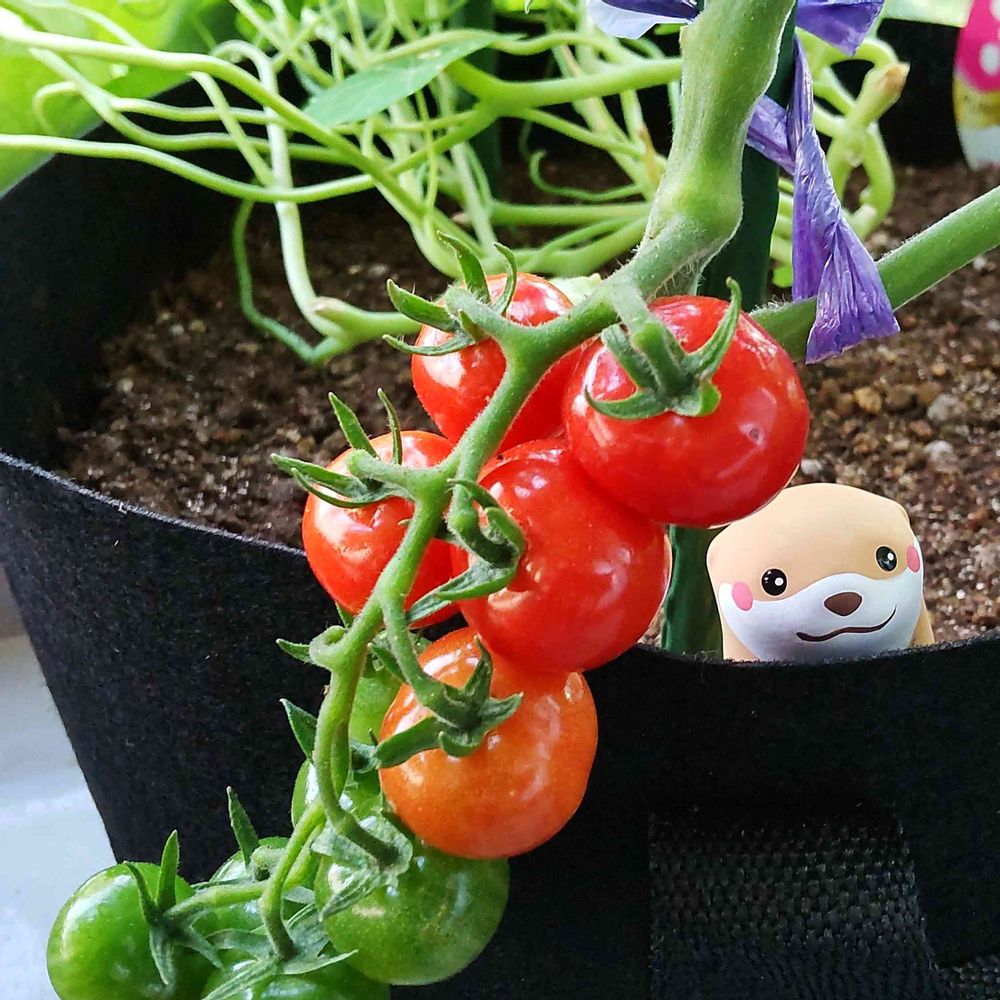 petit トマト ベランダで育てるミニトマト(プチぷよ・2023年)①｜🍀GreenSnap（グリーンスナップ）
