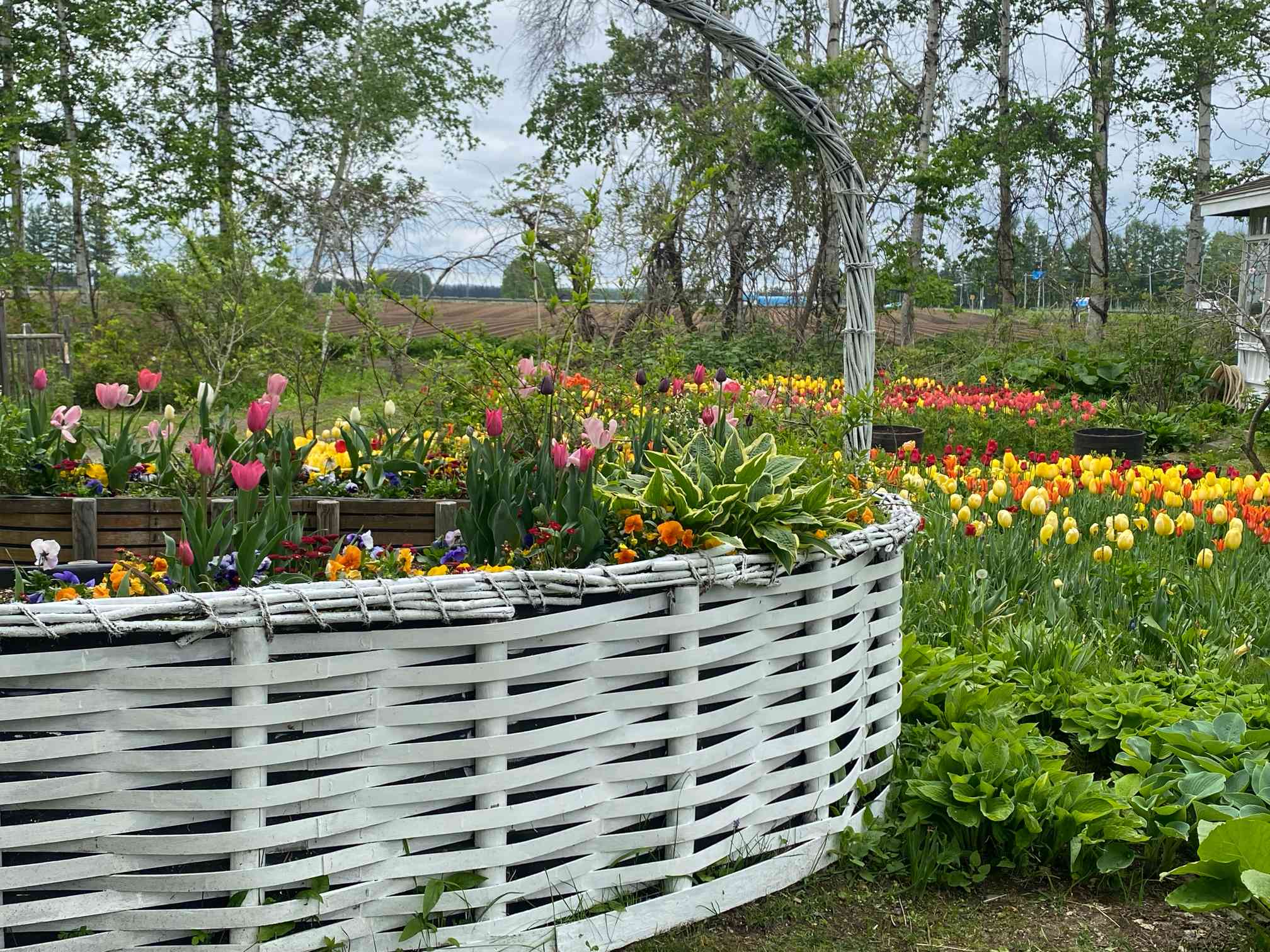 花巡り 北海道ガーデン街道 紫竹ガーデン2023年5月 花巡り 北海道ガーデン街道 紫竹ガーデン2023年5月