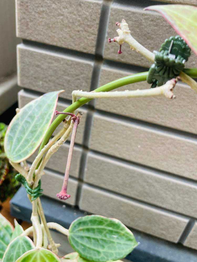 低価格で大人気の ホヤ ラクノーサ カット苗 挿し穂 植物/観葉植物