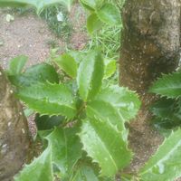 ヒイラギの画像