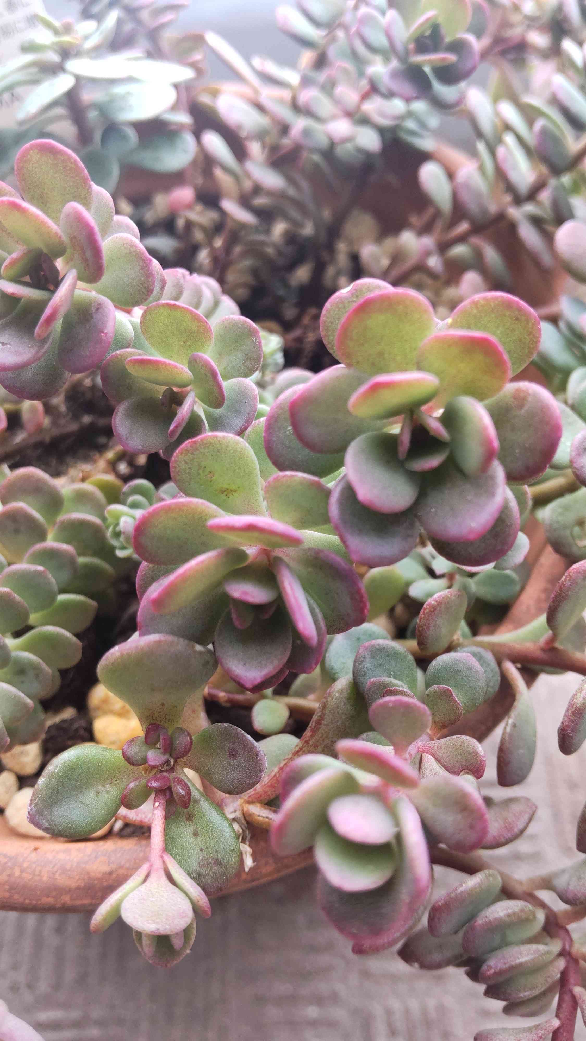 ６月いっぱい♡赤葉日高ミセバヤ カット苗 多肉植物 6月いっぱい♡赤葉日高ミセバヤ カット苗 多肉植物 楽天市場】赤