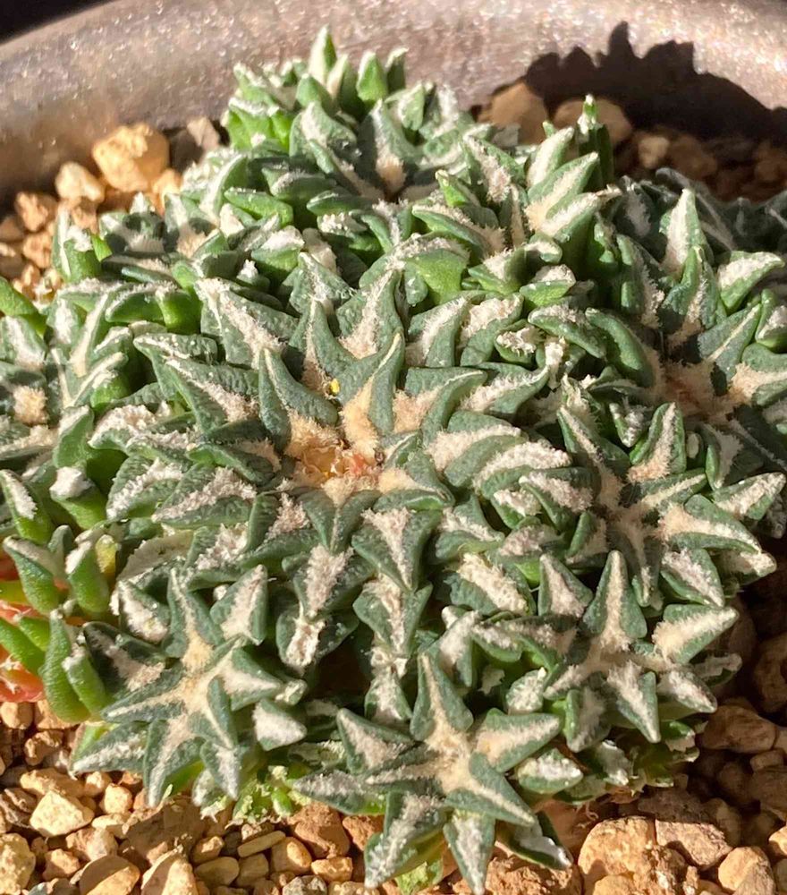 姫牡丹群生（モンスト）の採種から実生まで｜🍀GreenSnap（グリーン  