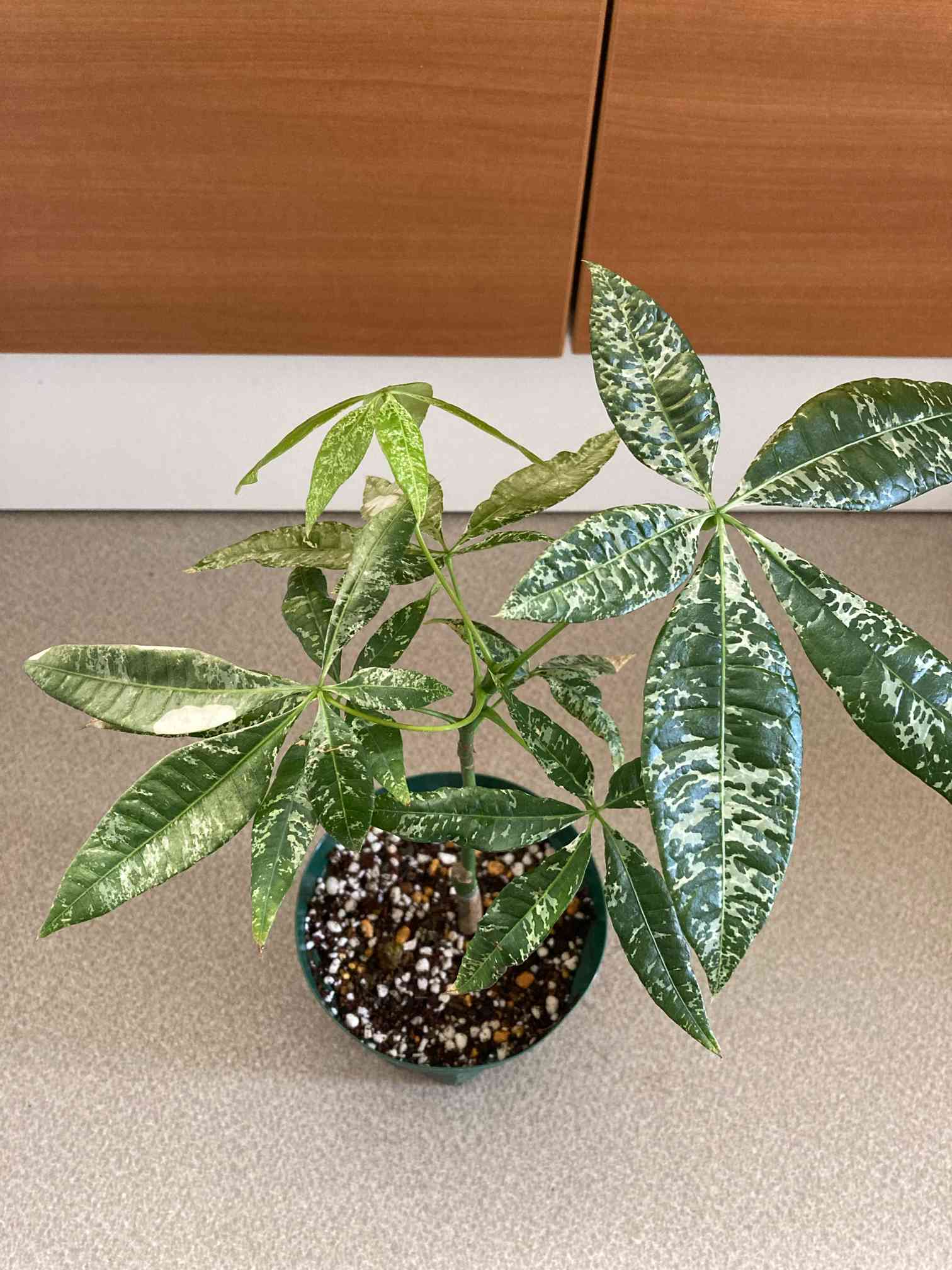 斑入りパキラ成長記録｜🍀GreenSnap（グリーンスナップ）