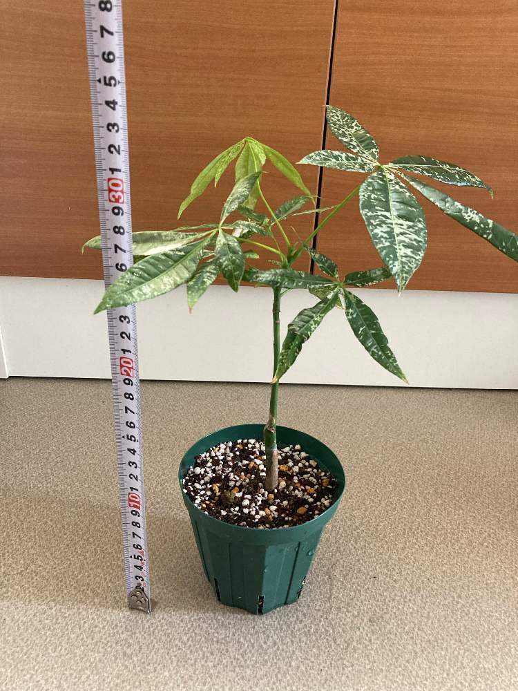 斑入りパキラ成長記録｜🍀GreenSnap（グリーンスナップ）