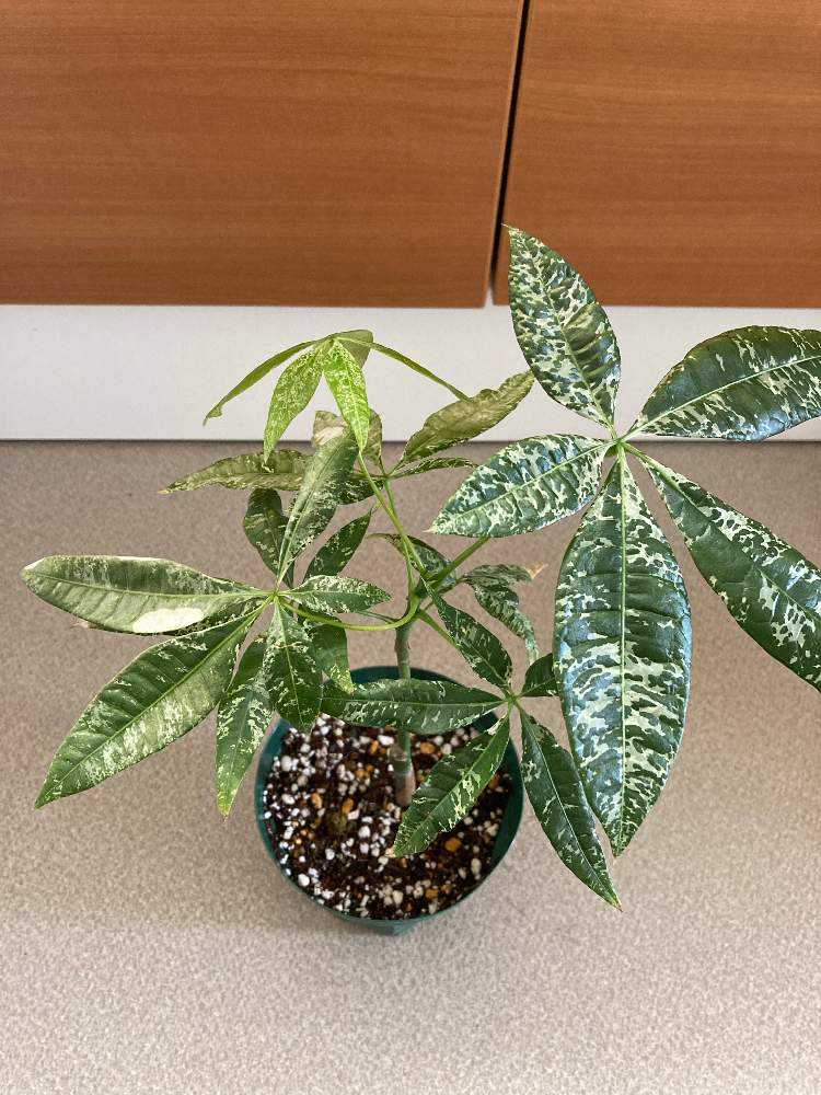 斑入りパキラ成長記録｜🍀GreenSnap（グリーンスナップ）
