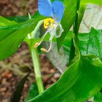 ツユクサ,青いお花,らんまん応援♪,朝ドラうけ！,小さな庭の画像