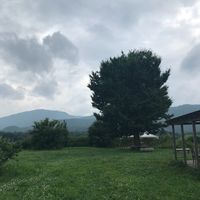 イチョウ,比良山系,湖西の画像