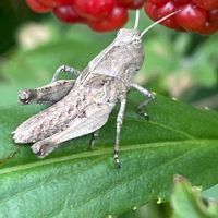 ブラックベリー,ヒシバッタ,果実,花壇,ガーデニングの画像