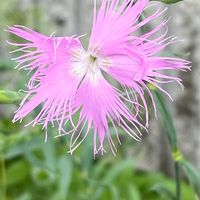 ナデシコ,カワラナデシコ,花壇,ガーデニング,山野草の画像