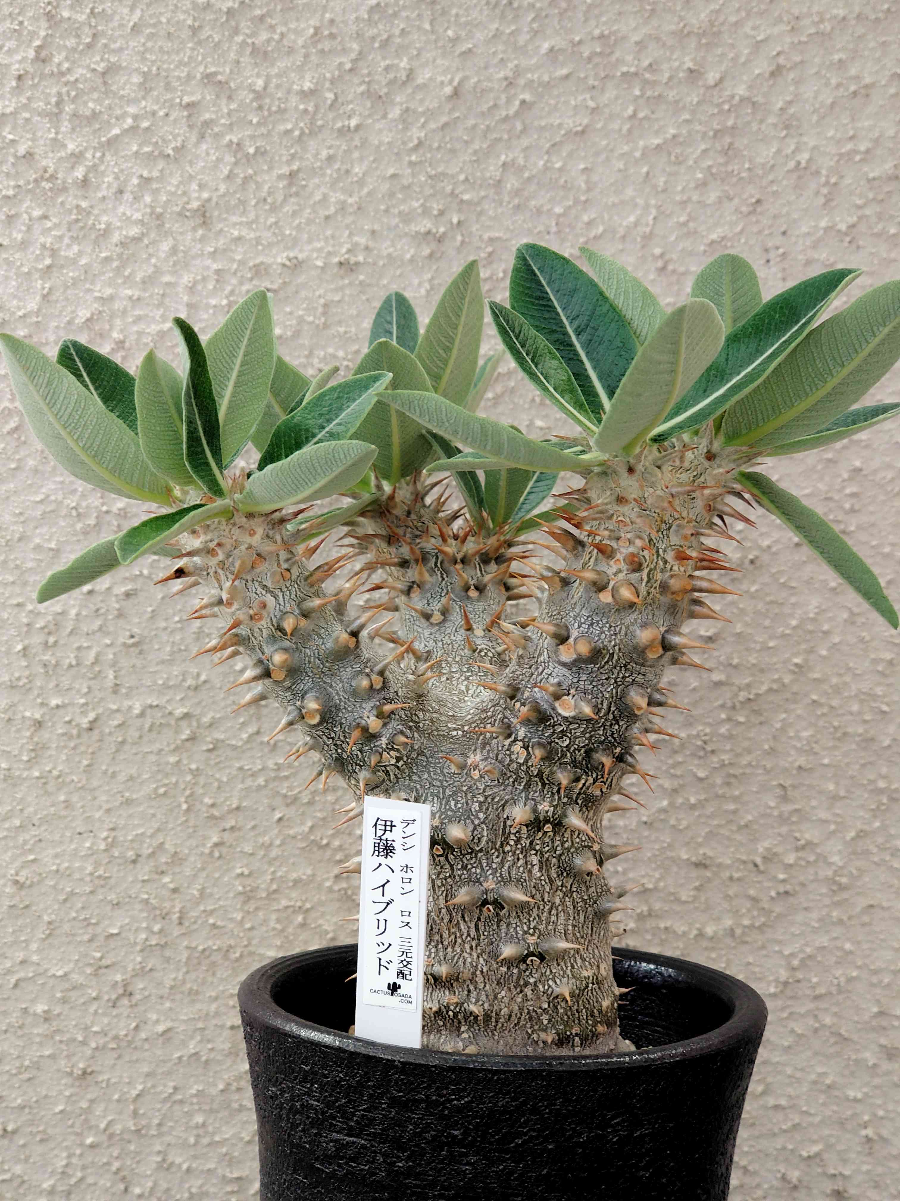 伊藤ハイブリッドの一覧|🍀GreenSnap(グリーンスナップ) 伊藤ハイブリッドの一覧|🍀GreenSnap(グリーンスナップ)