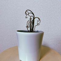 アルブカ,アルブカ スピラリス フリズルシズル,球根植物,福岡,ホームセンターの画像