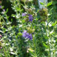 ヒソップ,ハーブ,薬用植物,東京都薬用植物園の画像