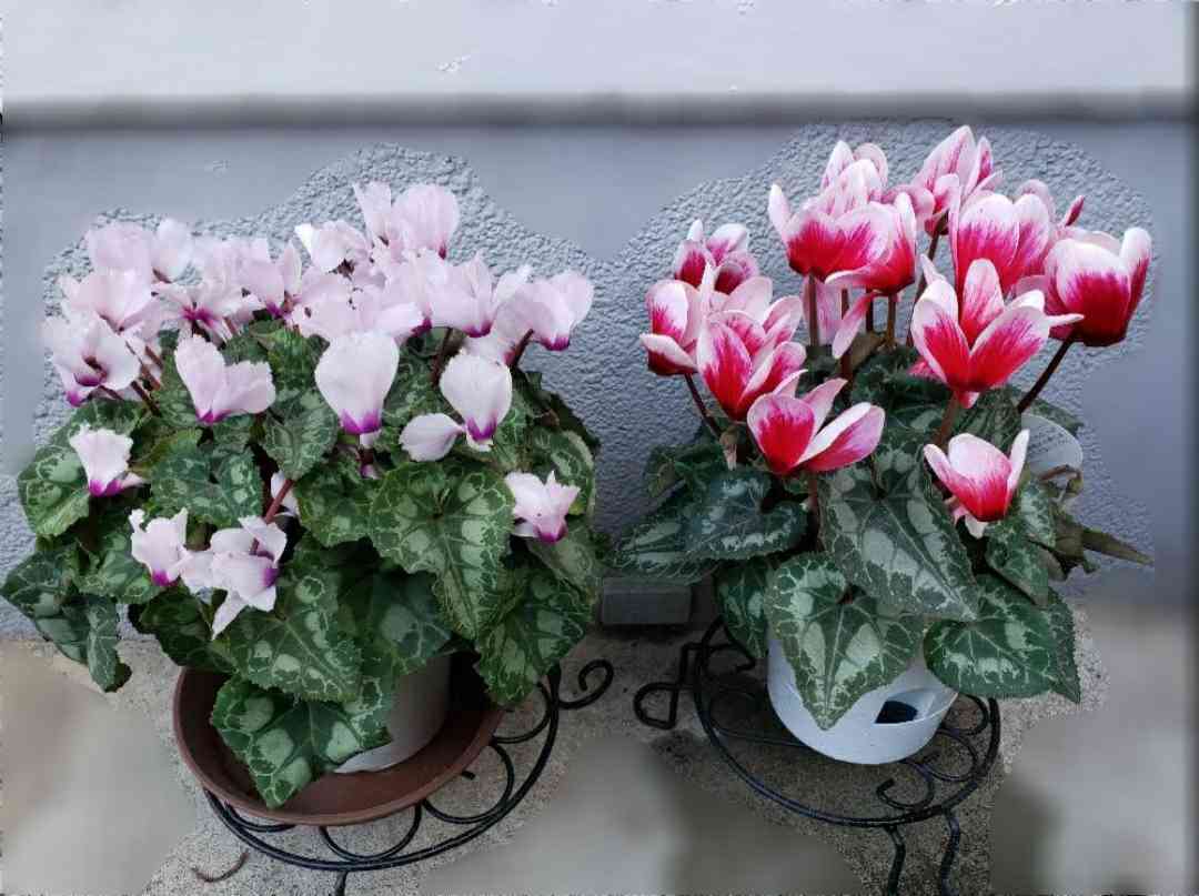 シクラメンの種採種と休眠越えチャレンジ🌸｜🍀GreenSnap（グリーン