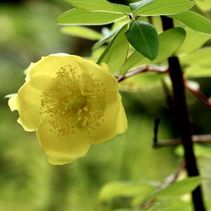 キンシバイ,植栽,広島市東区,お出かけ先の画像