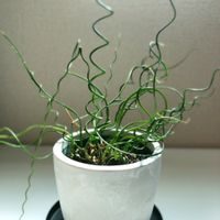 ラセンイ,観葉植物,成長記録,バルコニー/ベランダの画像