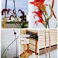 多肉植物いろいろ,ネジバナ,ラセンイ,ワスレグサ,オオケタデの画像